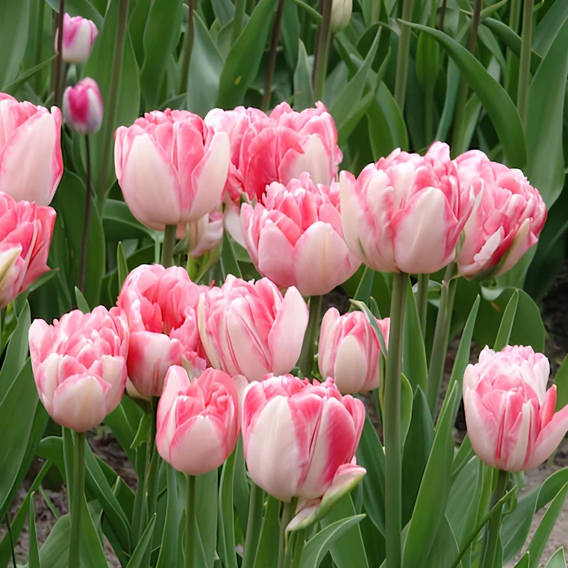 Tulpen 'Foxtrot' (x10)