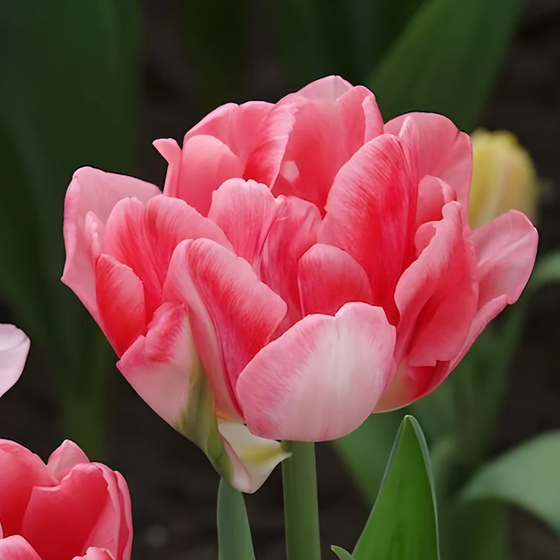 Tulpen 'Foxtrot' (x10)