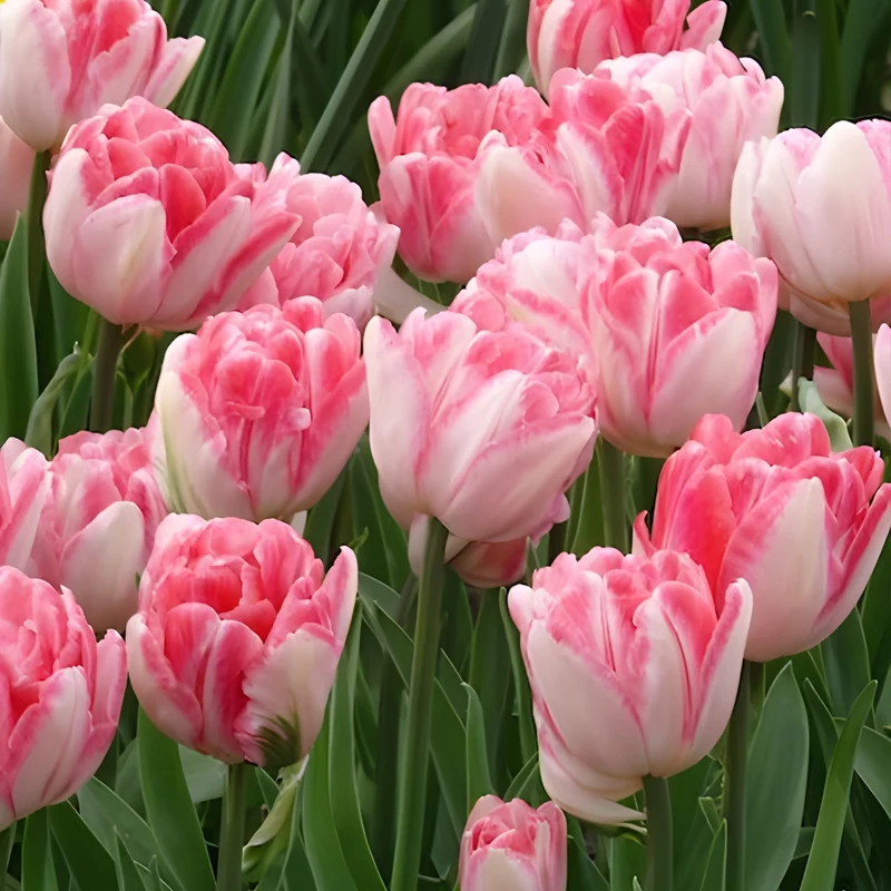 Tulpen 'Foxtrot' (x10)
