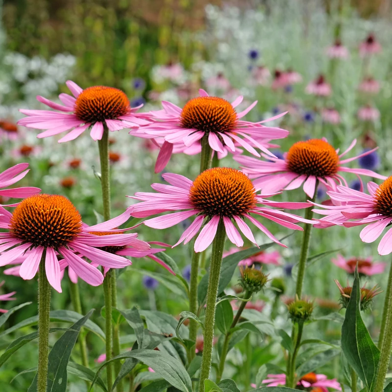 Sonnenhut ‘Rubinstern’