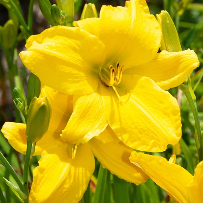 Hemerocallis Mary Todd