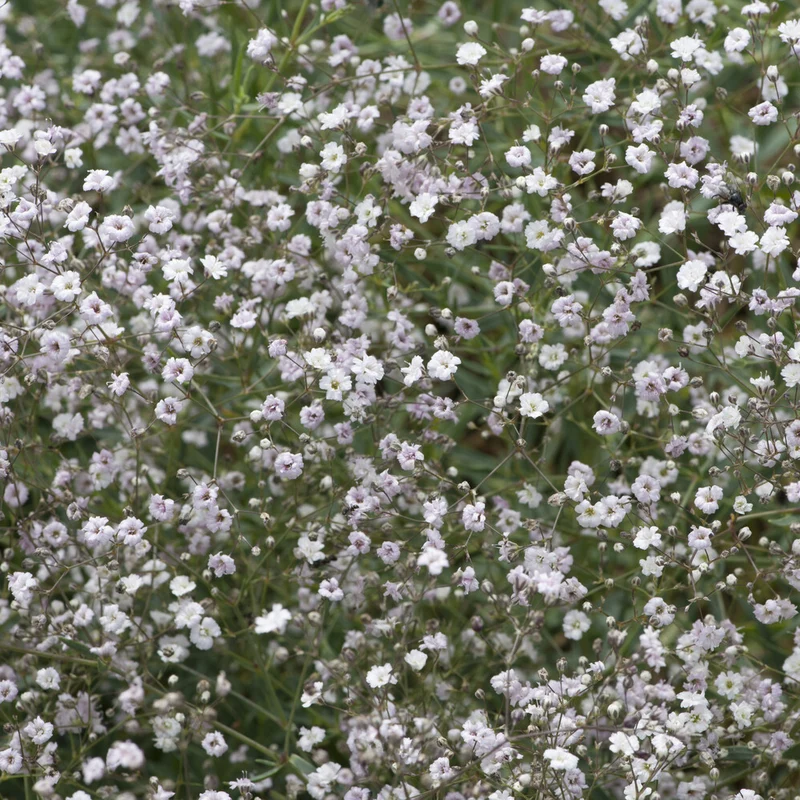 Kriechendes Schleierkraut 'Rosenschleier'