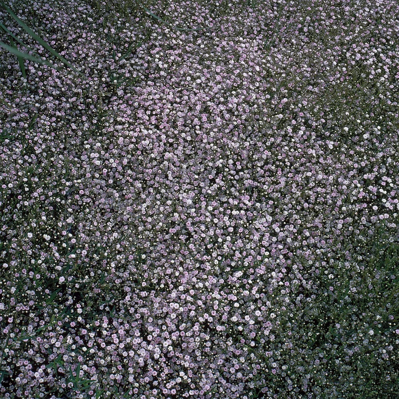 Kriechendes Schleierkraut 'Rosenschleier'