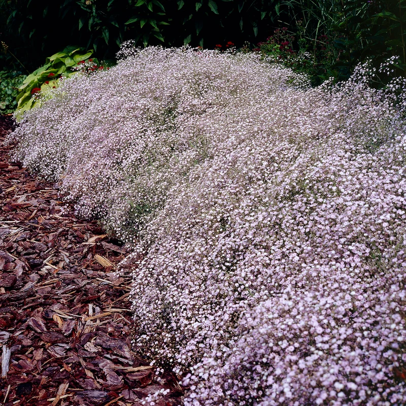 Kriechendes Schleierkraut 'Rosenschleier'