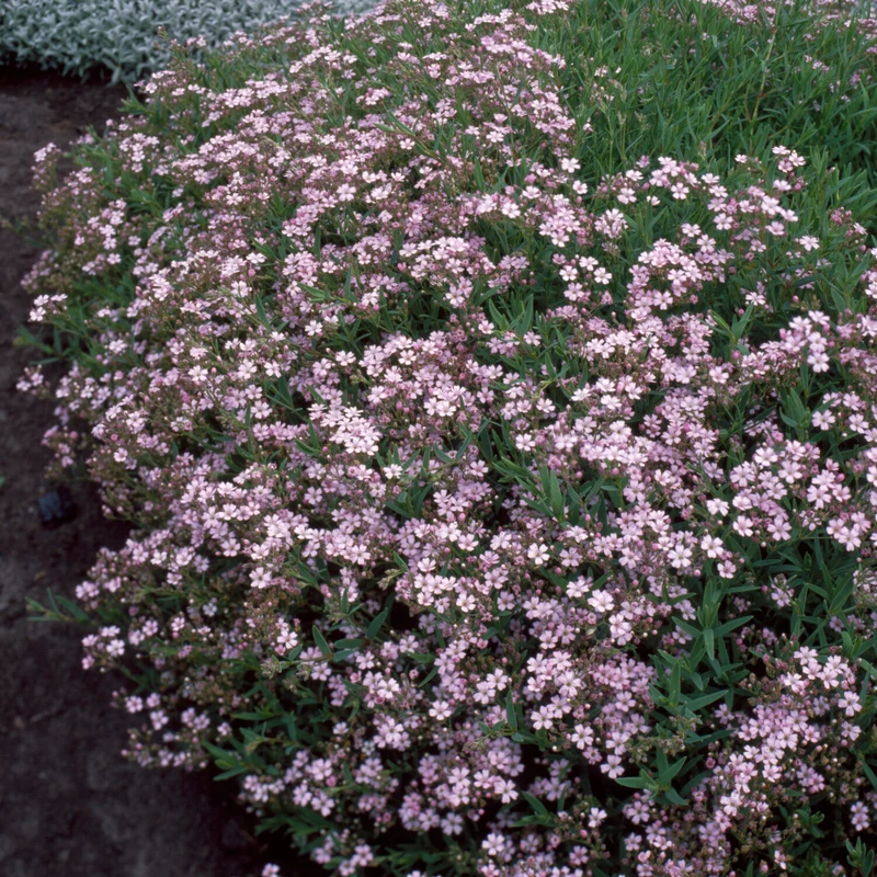Kriechendes Schleierkraut 'Rosea'