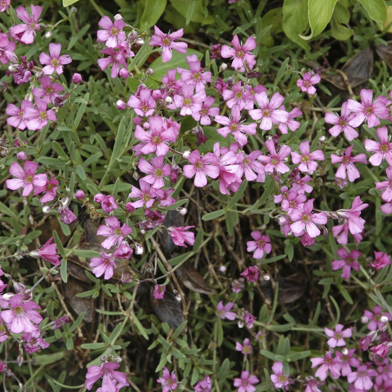 Kriechendes Schleierkraut 'Rosea'