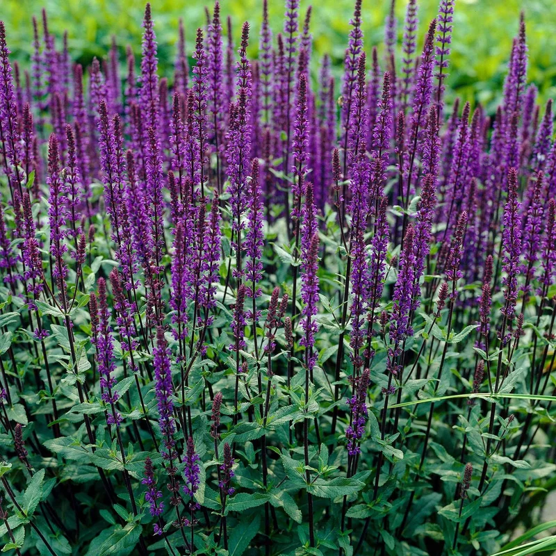 Steppen Salbei 'Caradonna'