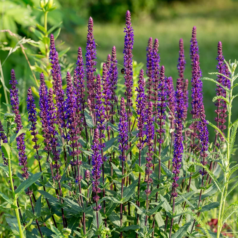 Steppen Salbei 'Caradonna'