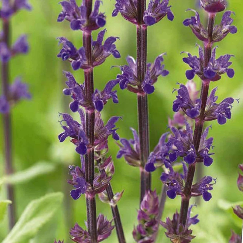Steppen Salbei 'Caradonna'