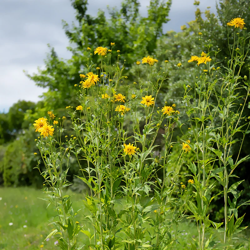 Geschlitztblättriger Sonnenhut 'Goldquelle'