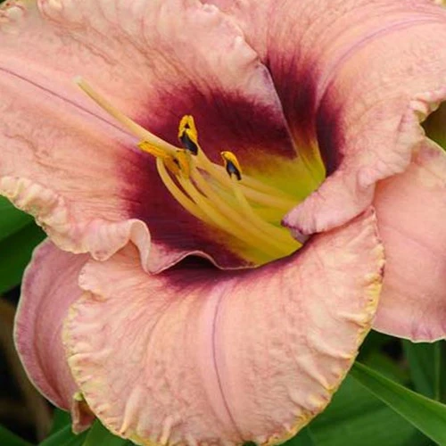 Hemerocallis Daring Dilemma Lilie eines Tages
