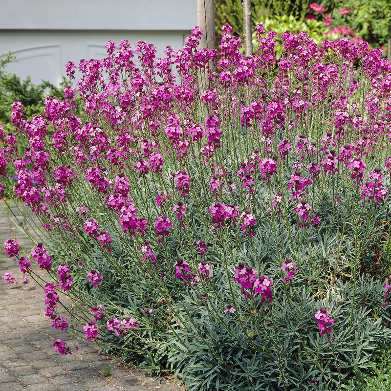 Strauch-Goldlack ‘Bowles Mauve’