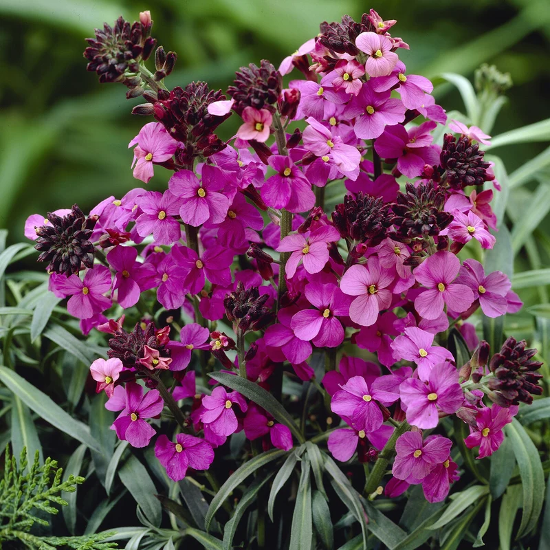 Strauch-Goldlack ‘Bowles Mauve’