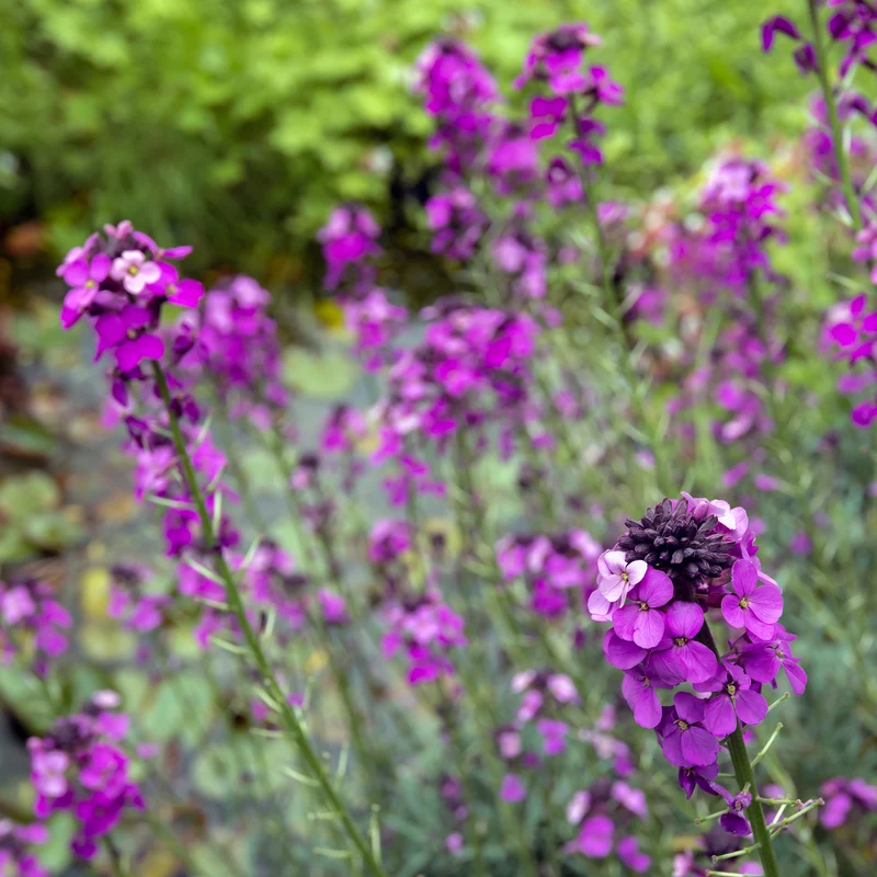 Strauch-Goldlack ‘Bowles Mauve’