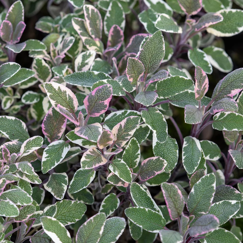Dreifarbiger Garten-Salbei