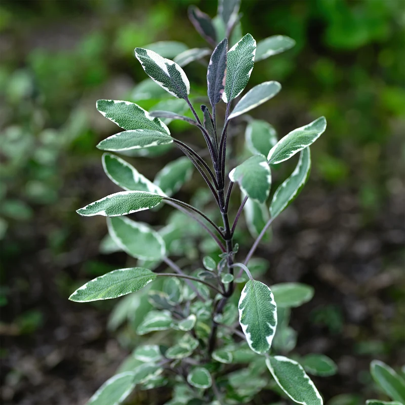 Dreifarbiger Garten-Salbei