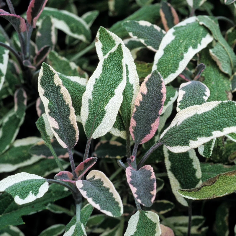 Dreifarbiger Garten-Salbei