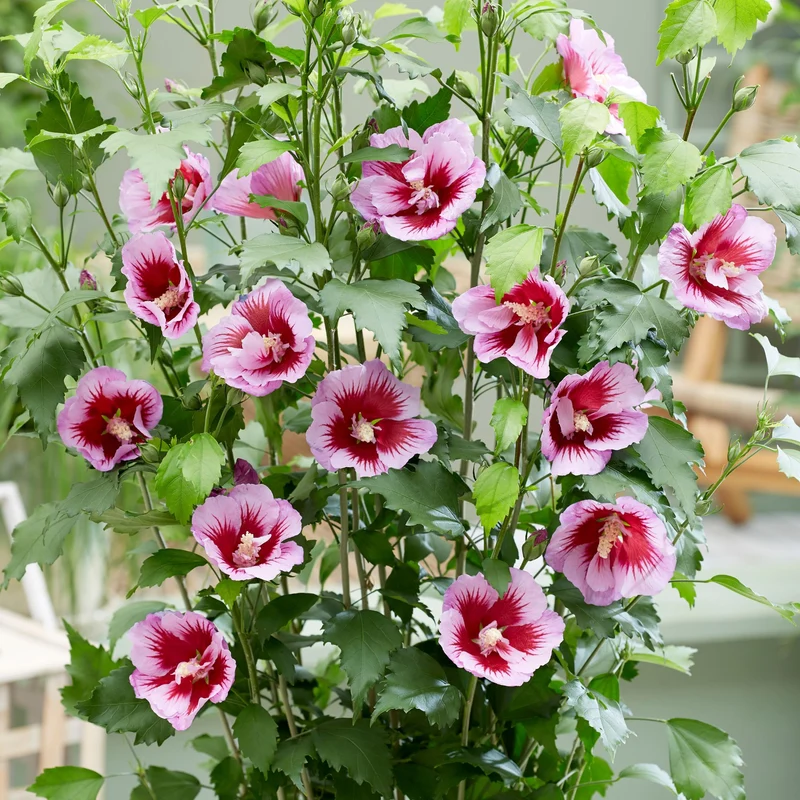 Säulen-Hibiskus 'Flower Tower®'