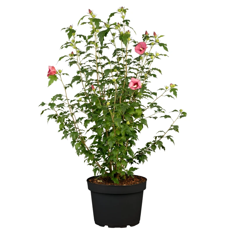 Säulen-Hibiskus 'Flower Tower®'