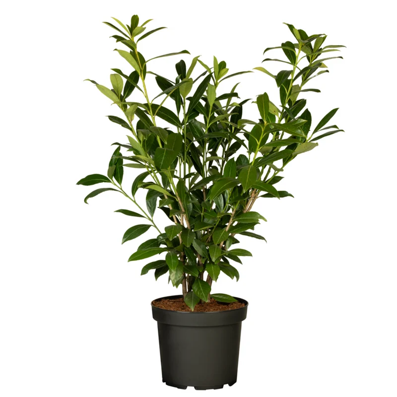 Kirschlorbeer 'Caucasica'