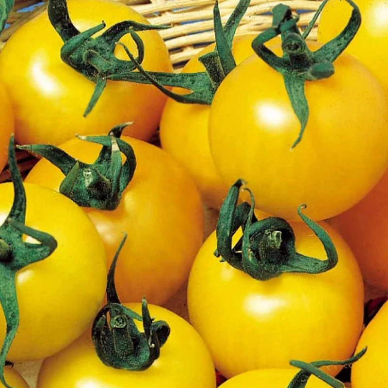 Gelbe Fruchttomate Goldene Königin