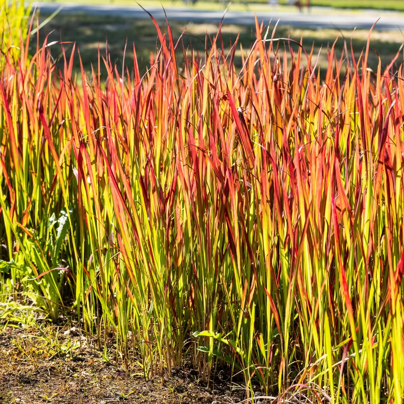 Japanisches Blutgras 'Red Baron'