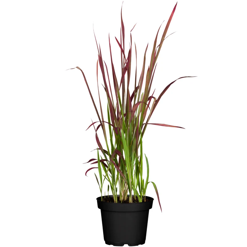 Japanisches Blutgras 'Red Baron'