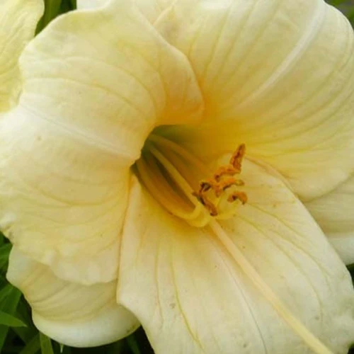 Taglilie ‘Precious d'Oro’