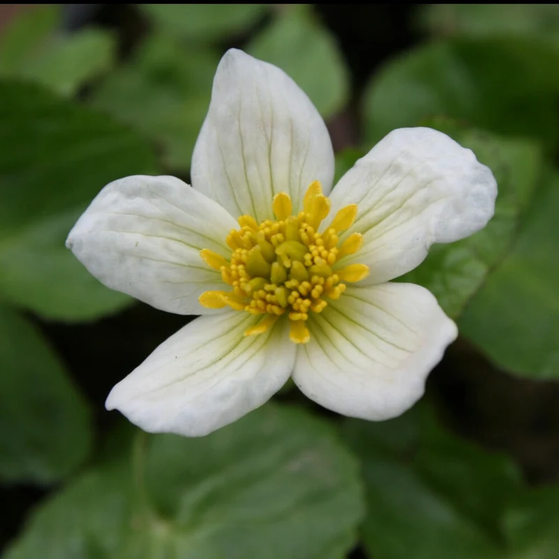Sumpfdotterblume ‘Alba’
