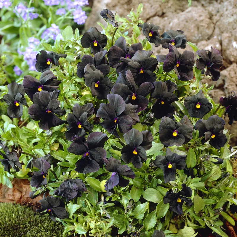 Hornveilchen 'Molly Sanderson'