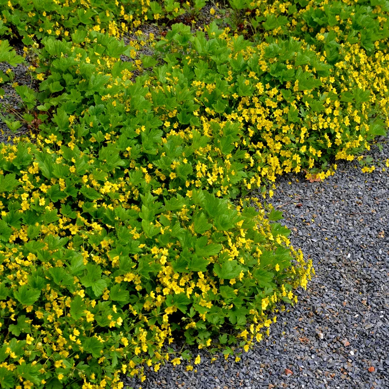 Gelapptblättrige Waldsteinie
