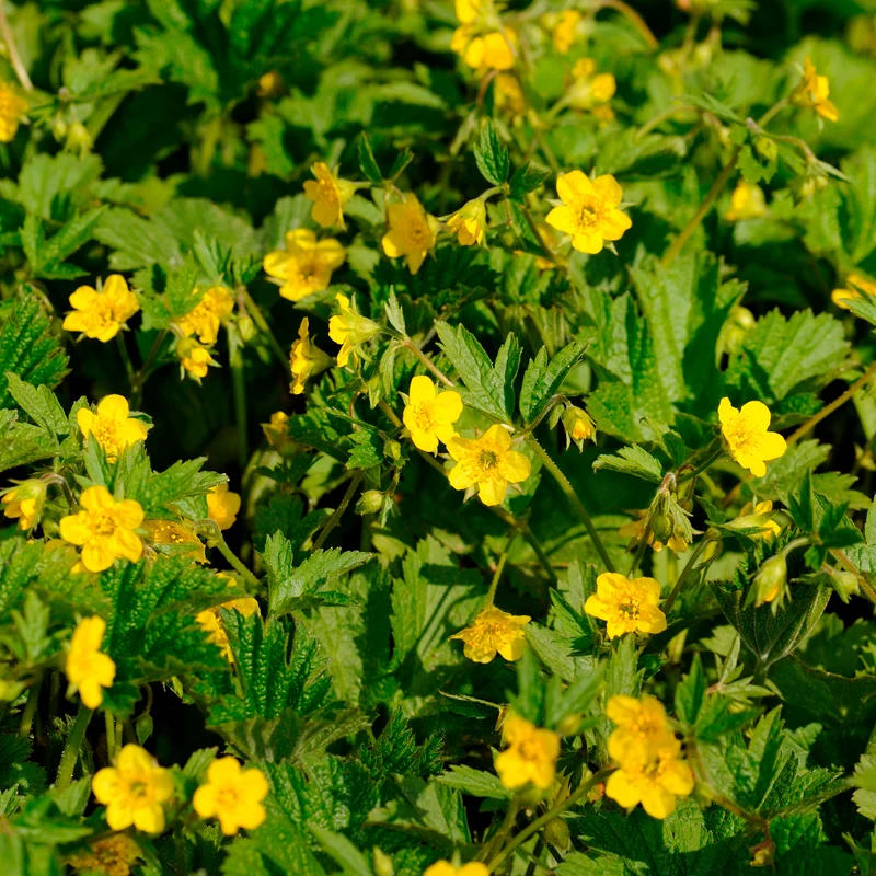 Gelapptblättrige Waldsteinie