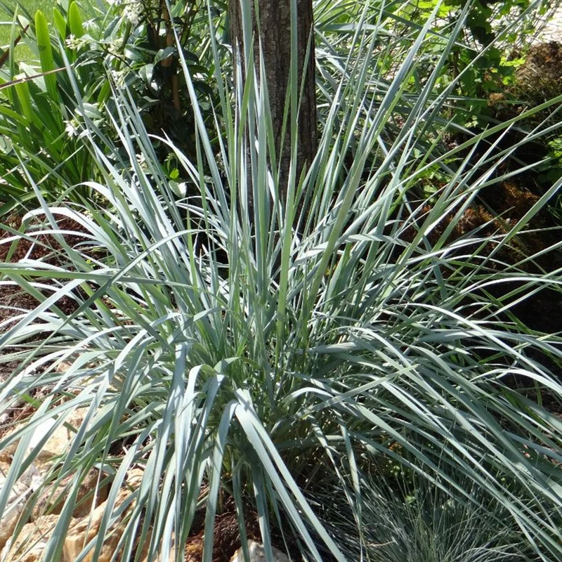 Agropyron der Magellanstraße Pektinische Quecke Blaue Elyme