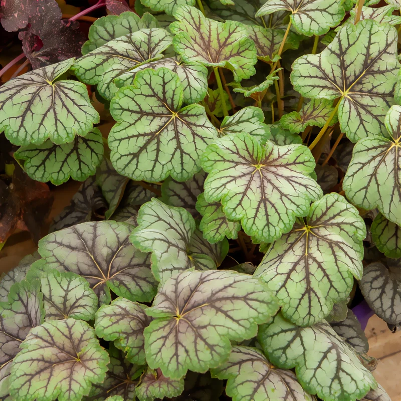 Purpurglöckchen 'Green Spice'