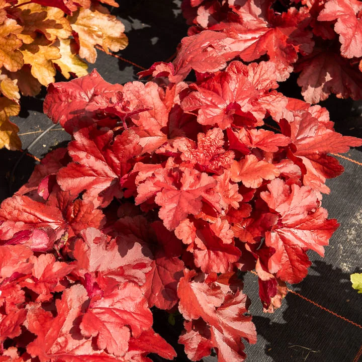 Heuchera Forever Red