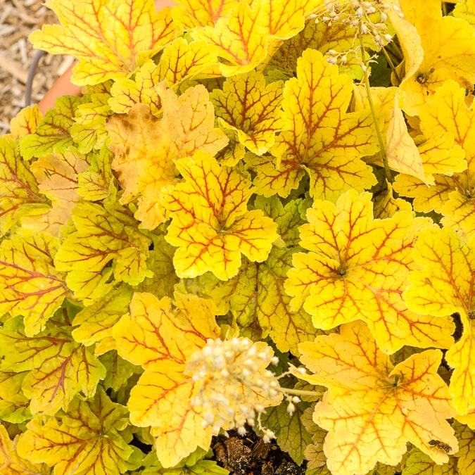 Heuchera Electra