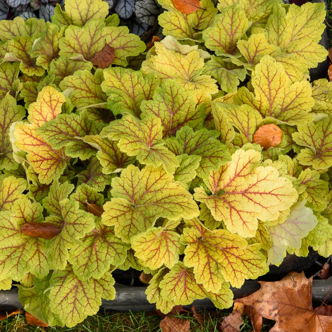 Heuchera Electra
