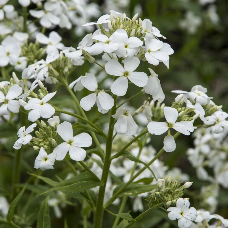 Nachtviole 'Alba'