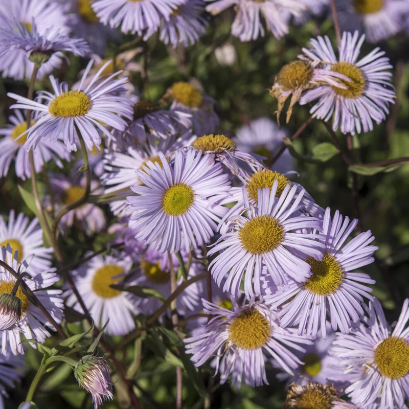 Spanisches Gänseblümchen ‘Quakeress’