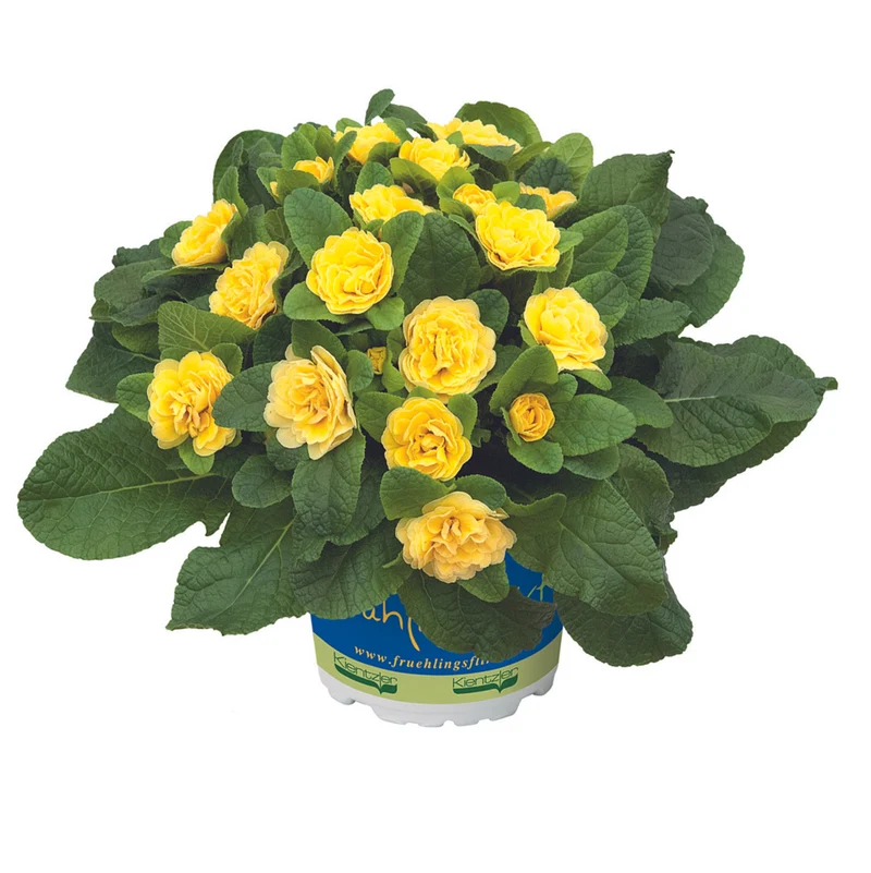 Rosenprimel 'Belarina'