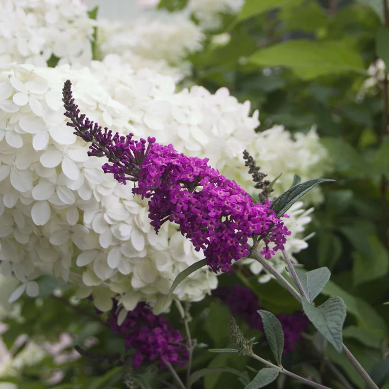 Schmetterlingsflieder 'Miss Ruby'