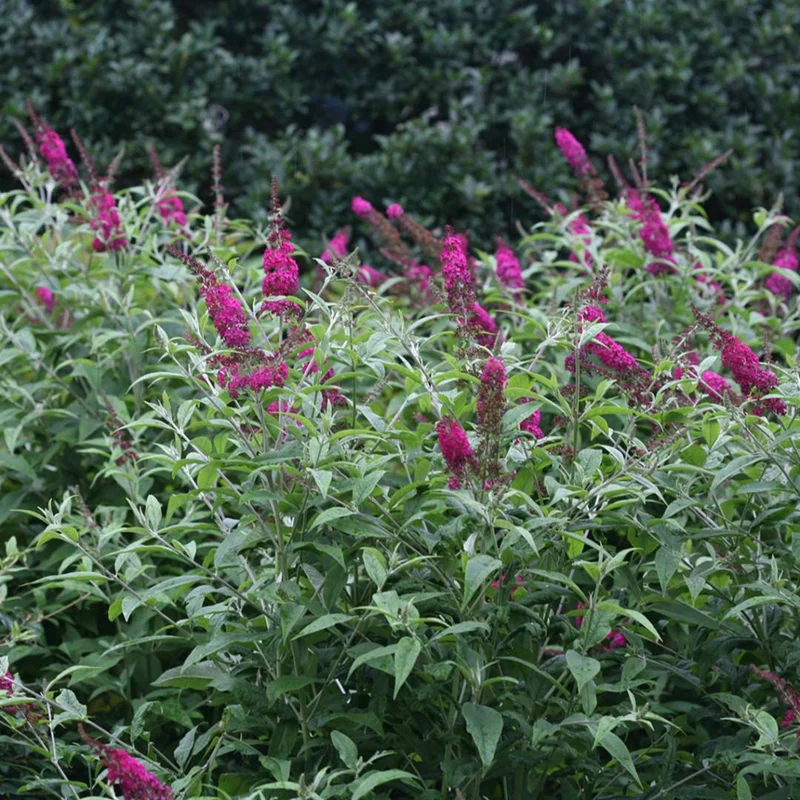 Schmetterlingsflieder 'Miss Ruby'