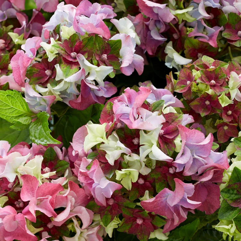 Bauernhortensie Royalty Collection® 'Lady Mata Hari'