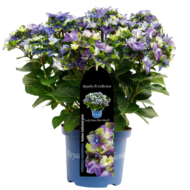 Bauernhortensie Royalty Collection® 'Lady Mata Hari'