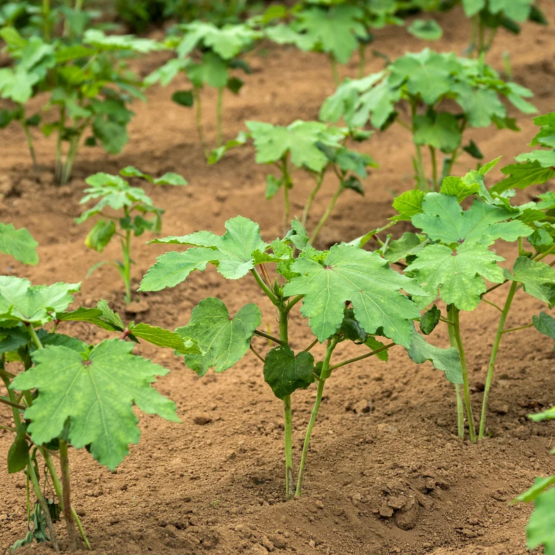 Okra