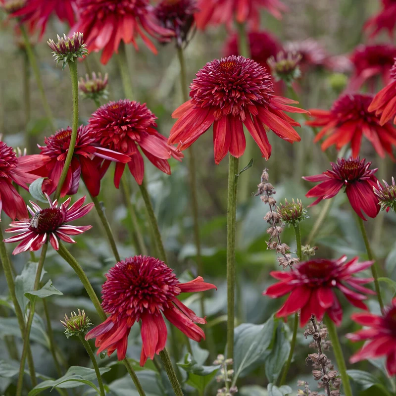 Echinacea Eccentric