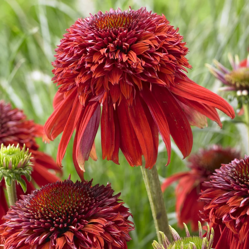 Echinacea Eccentric