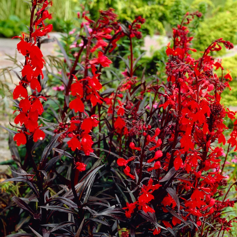 Lobelie 'Queen Victoria'