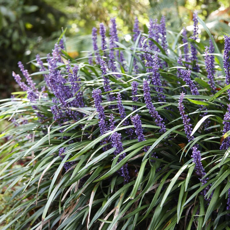 Lilientraube 'Ingwersen'