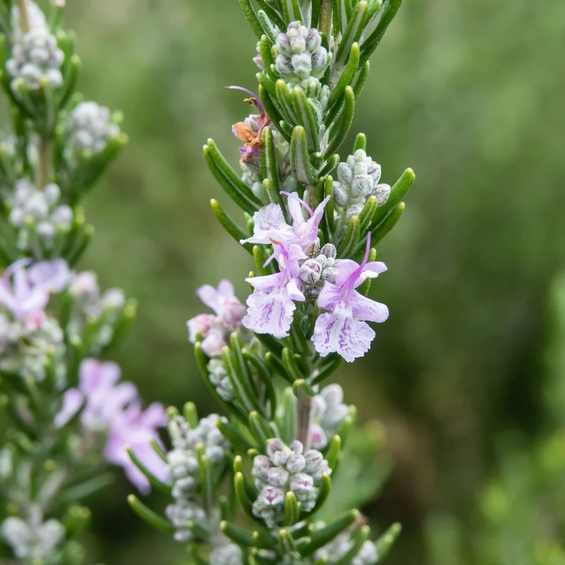 Rosmarin Majorca Pink